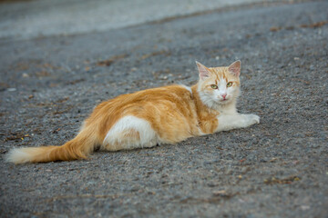 Fototapeta premium A red-haired white homeless cat lies on the city street.