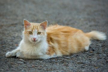 Fototapeta premium A red-haired white homeless cat lies on the city street.