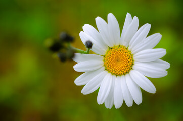 Obraz premium Daisy oxeye daisy flower in close-up
