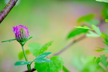 Macro purple wild flower with a tree branch in the background.