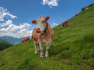Fototapeta na wymiar Austrian mountain landscape with happy cows and blue sky