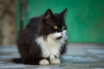A black and white homeless fluffy cat with yellow eyes is sitting on the city street.