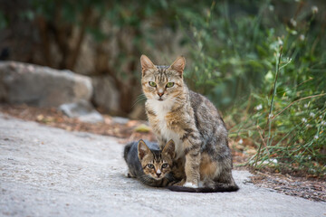 Spotted cat with her kitten in the street