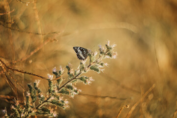 Butterfly on the inflorescence in the field in the rays of the evening sun. Selective soft focus, blurred background.