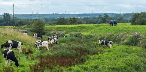 Walkers and cattle in a field, Rufford, West Lancashire. July 2020
