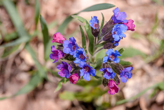 Unspotted Lungwort (Pulmonaria obscura) in forest, Central Russia