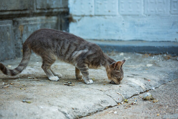 A homeless hungry gray tabby cat on a city street. Helping homeless animals.