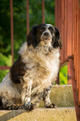 Metis English cocker spaniel is sitting on the porch of the house 