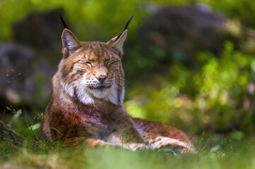 a wild lynx is hiding in the forest