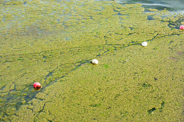 The surface of the sea water is contaminated with green algae