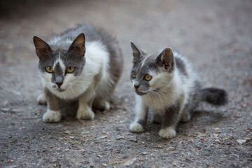 Spotted cat with her kitten in the street