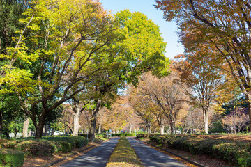 street of autumn natural park in tokyo, japan