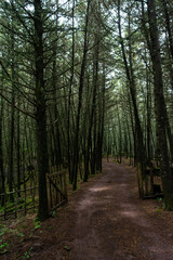 Fototapeta premium Manantlan