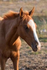 Brown foal, horse. Close-up portrait in the evening sun