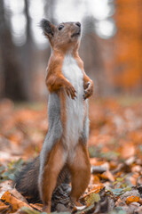 squirrel