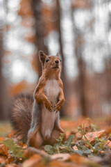 squirrel