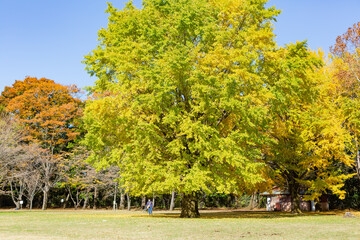 autumn colorful trees in the park of tokyo, japan