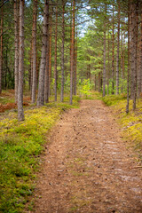 Fototapeta premium Dirt road in forest landscape