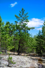 Moss covered ground in forest