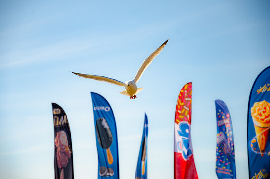 White seagull flying above people at Camber Sands Beach in England.