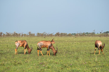 Naklejka na ściany i meble Topi grazing on the savannah in Serengeti National Park, Tanzania