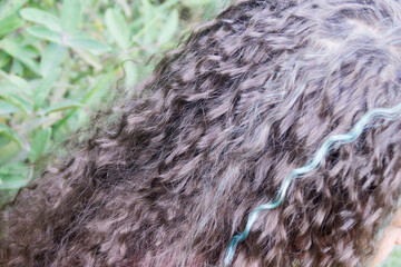 blue strand on long blond hair