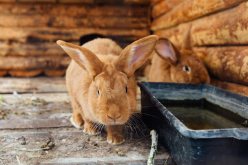 Fototapeta premium Brown rabbit in wooden cage at the farm