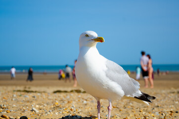 Fototapeta na wymiar White cute seagull on the beach looking for food at Camber Sands, United Kingdom.