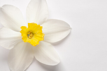 Fototapeta na wymiar narcissus daffodil inflorescence isolated on white. light floral minimalistic background with copy space for your text wide horizontal landscape format