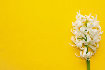 white hyacinth flower isolated on yellow background banner. bright summer design, copy space for your text horizontal wide format banner
