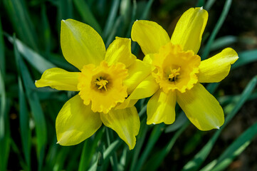 Trumpet Daffodil (Narcissus x hybridus) in park