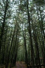 Obraz premium Manantlan