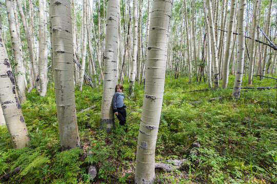 young boy hiding behind aspen tree, nature trail, Crested Butte, CO.