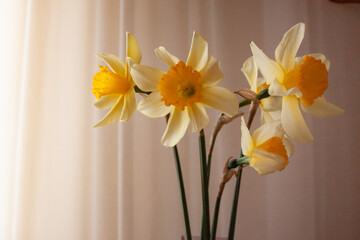 bouquet of white yellow daffodil flower narcissus on a delicate beige background from silk drapery, classic style floral still life bokeh diffused light
