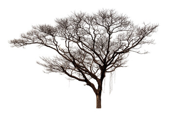 Dead Trees isolated on white background, tropical trees isolated used for design, File contains with clipping path so easy to work.