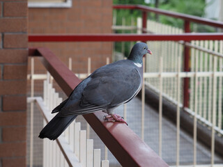 wood pigeon bird animal