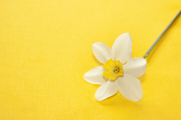 narcissus daffodil inflorescence on bright yellow. Spring summer colorful background with copy space for your text. template blank for floral cards and banner