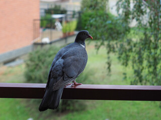 wood pigeon bird animal