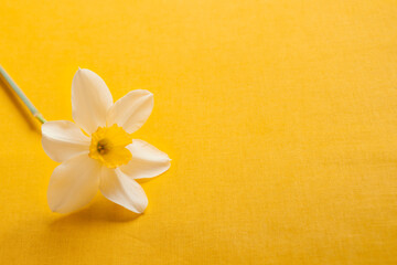 Fototapeta na wymiar narcissus daffodil inflorescence on bright yellow. Spring summer colorful background with copy space for your text. template blank for floral cards and banner