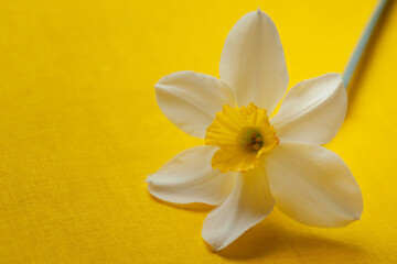narcissus daffodil inflorescence on bright yellow. Spring summer colorful background with copy space for your text. template blank for floral cards and banner