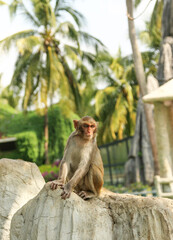 monkey sitting on a stone and looking