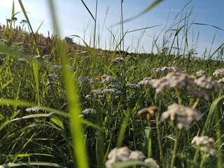 Fototapeta premium grass and water