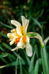 Obraz premium Double Daffodil (Narcissus x hybridus) in park