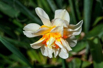 Fototapeta premium Double Daffodil (Narcissus x hybridus) in park