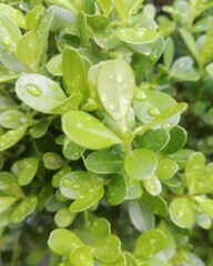 fresh green leaves