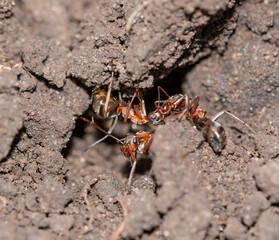 ants dig a hole in the ground