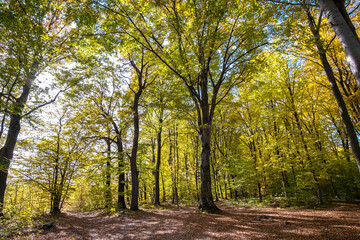 Autumn forest with bright orange and yellow leaves. Dense woods with thick canopies  in sunny fall weather.