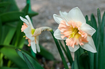 Split-corona Daffodil (Narcissus x hybridus) in park