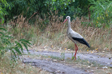 Crane on the banks of the river