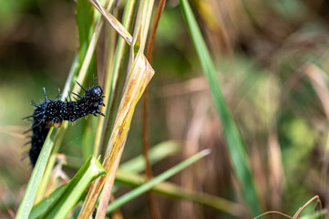 Peacock butterfly caterpillars, Aglais io, eating the leaves of stinging nettles